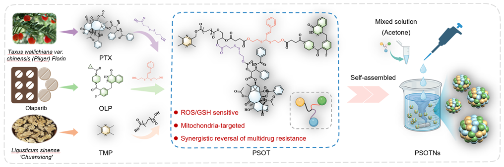 科技前沿丨GSH/ROS雙響應(yīng)自組裝多組分前藥用于耐藥性非小細(xì)胞肺癌的治療