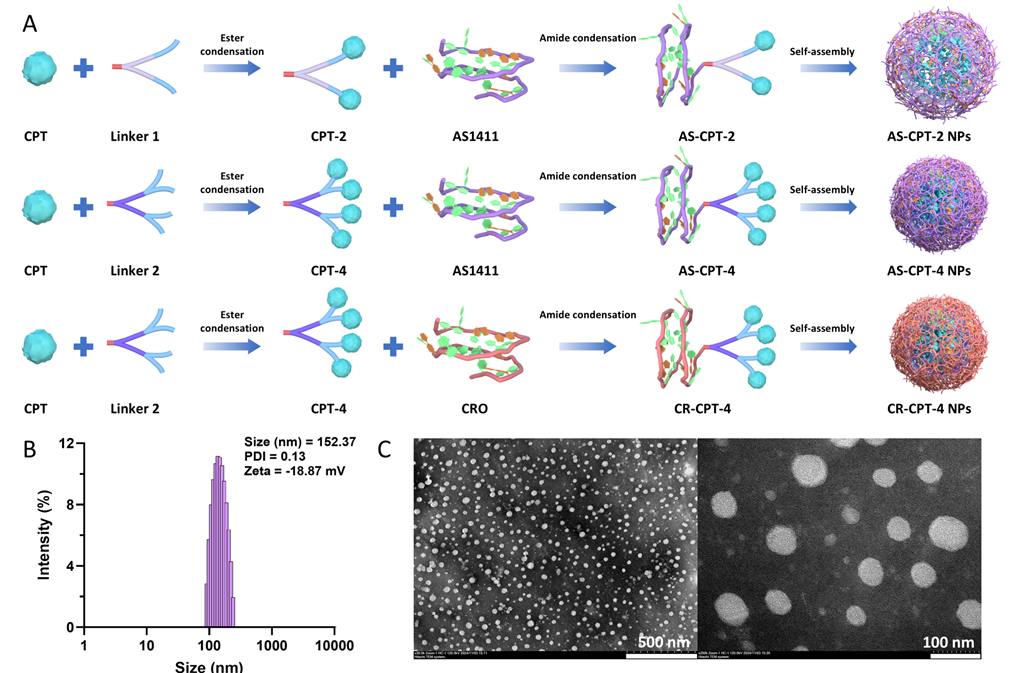 科技前沿丨核酸適配體工程化多價(jià)喜樹堿偶聯(lián)物協(xié)同治療結(jié)直腸癌