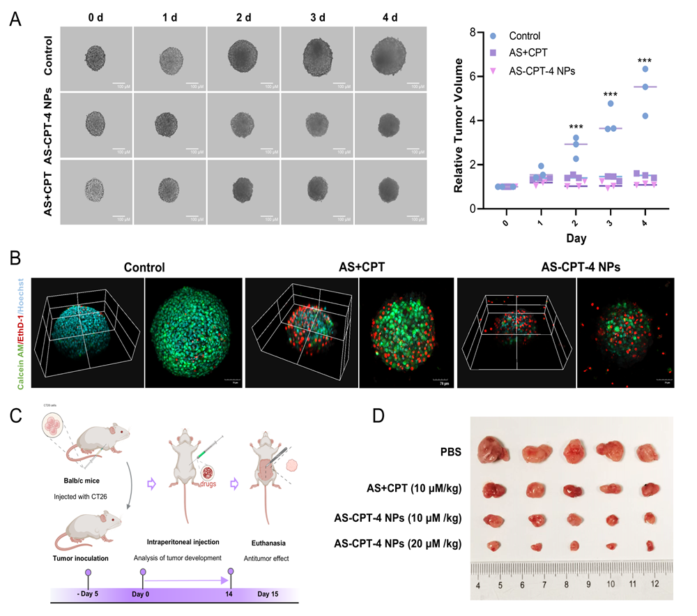 科技前沿丨核酸適配體工程化多價(jià)喜樹堿偶聯(lián)物協(xié)同治療結(jié)直腸癌