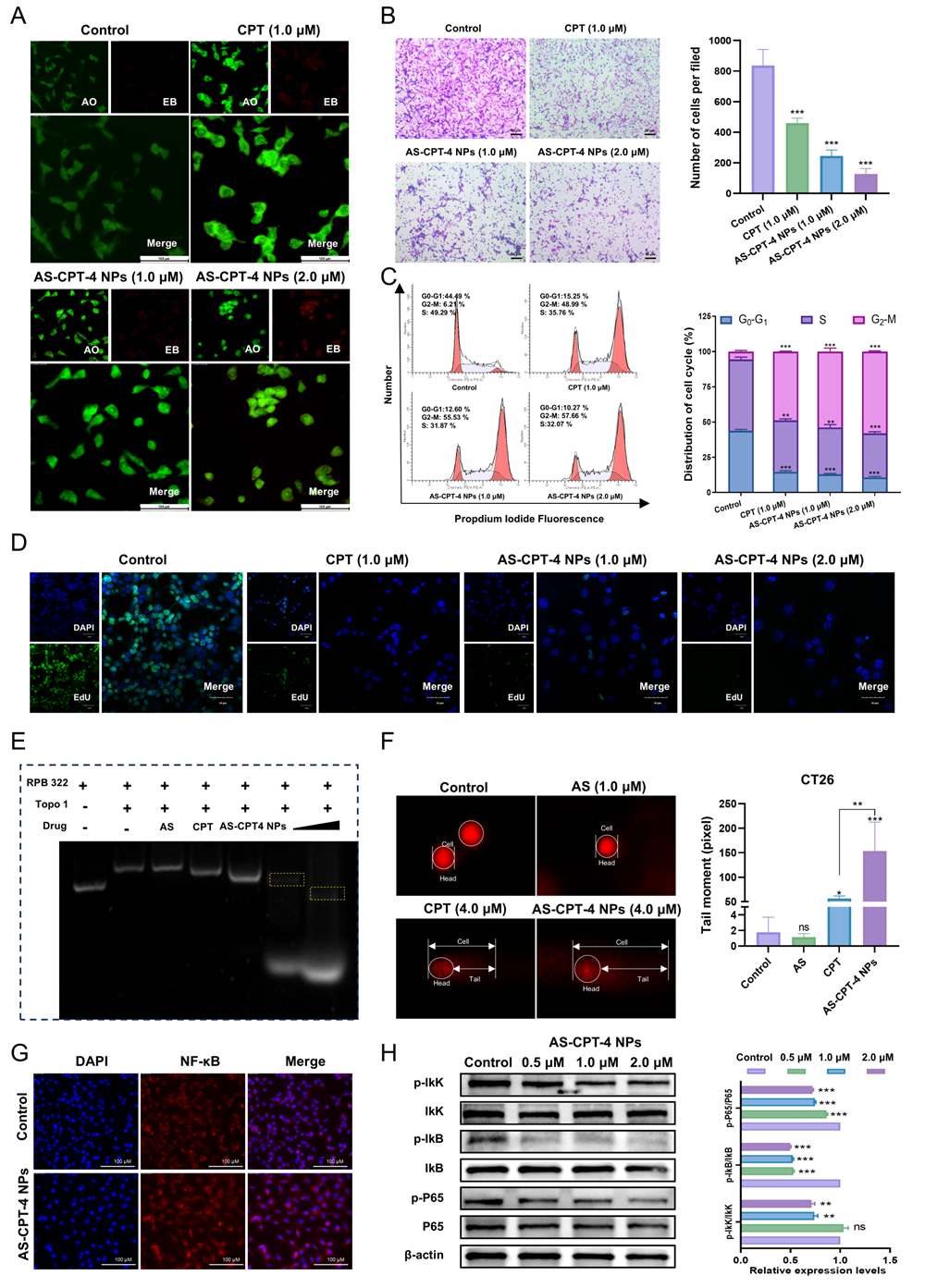 科技前沿丨核酸適配體工程化多價(jià)喜樹堿偶聯(lián)物協(xié)同治療結(jié)直腸癌