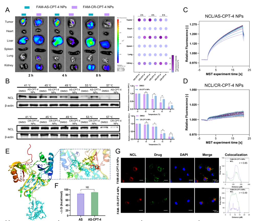 科技前沿丨核酸適配體工程化多價(jià)喜樹堿偶聯(lián)物協(xié)同治療結(jié)直腸癌